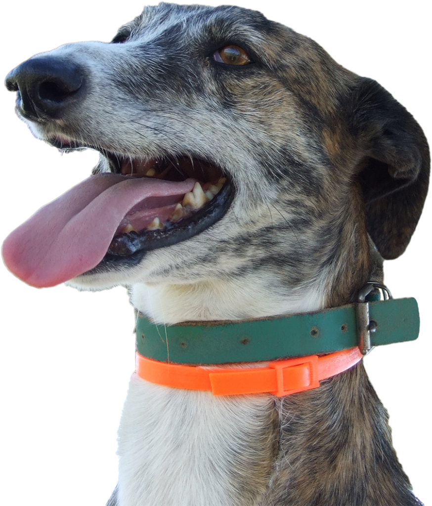 A happy greyhound named Galgo